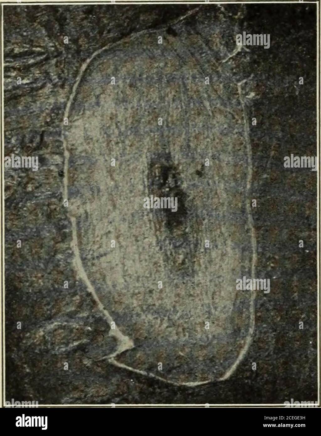 . Manuale di insetti di frutta. Fig. 241. - Sezione attraverso corteccia e legno di ramo di mela infestato con l'abbondante che tenteranno ^i:;r:krand*r°fja ti. Di entrare perfettamente sano cellula pupale. Ingrossed. Alberi, selezionando quelle parti dove la vitalità è più bassa. Nel caso di frutti di pietra sono cacciati fuori o uccisi dal flusso copioso di 280 INSETTI DI FRUTTA sap nei loro burrows (Fig.242), ma continuato at-tacks sarà nel tempo in modo da indebolenthe albero che le femminesare in grado di guadagnare una pedemontana depositare le loro uova. Oncheries una lesione particolare-è spesso notato a metà estate. Il breve spurswbear Foto Stock