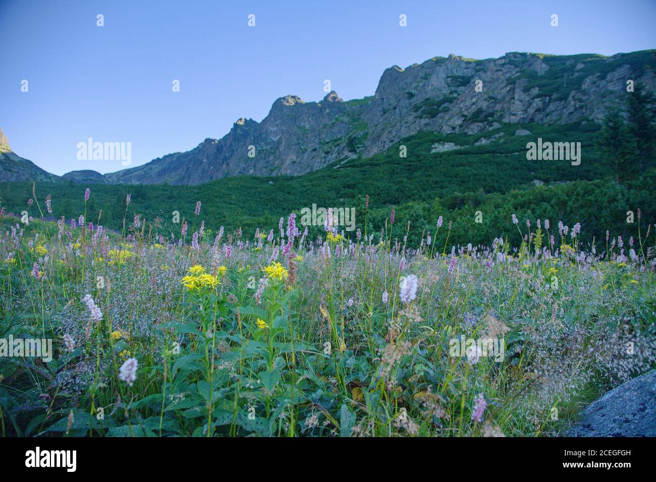 Prato pieno di fiori sotto i bordi delle montagne di High Tatra, Slovacchia Foto Stock