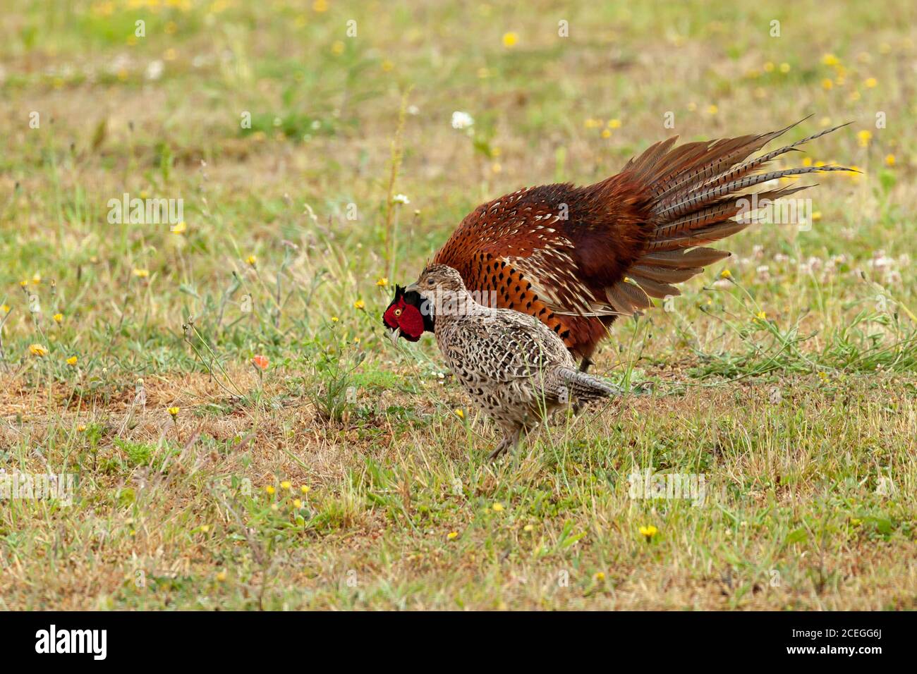 Fagiano maschio che corteggiava un fagiano femmina e mostra una coda di piume ventosa mentre si inzaglia. La femmina sta ignorando il maschio. Foto Stock