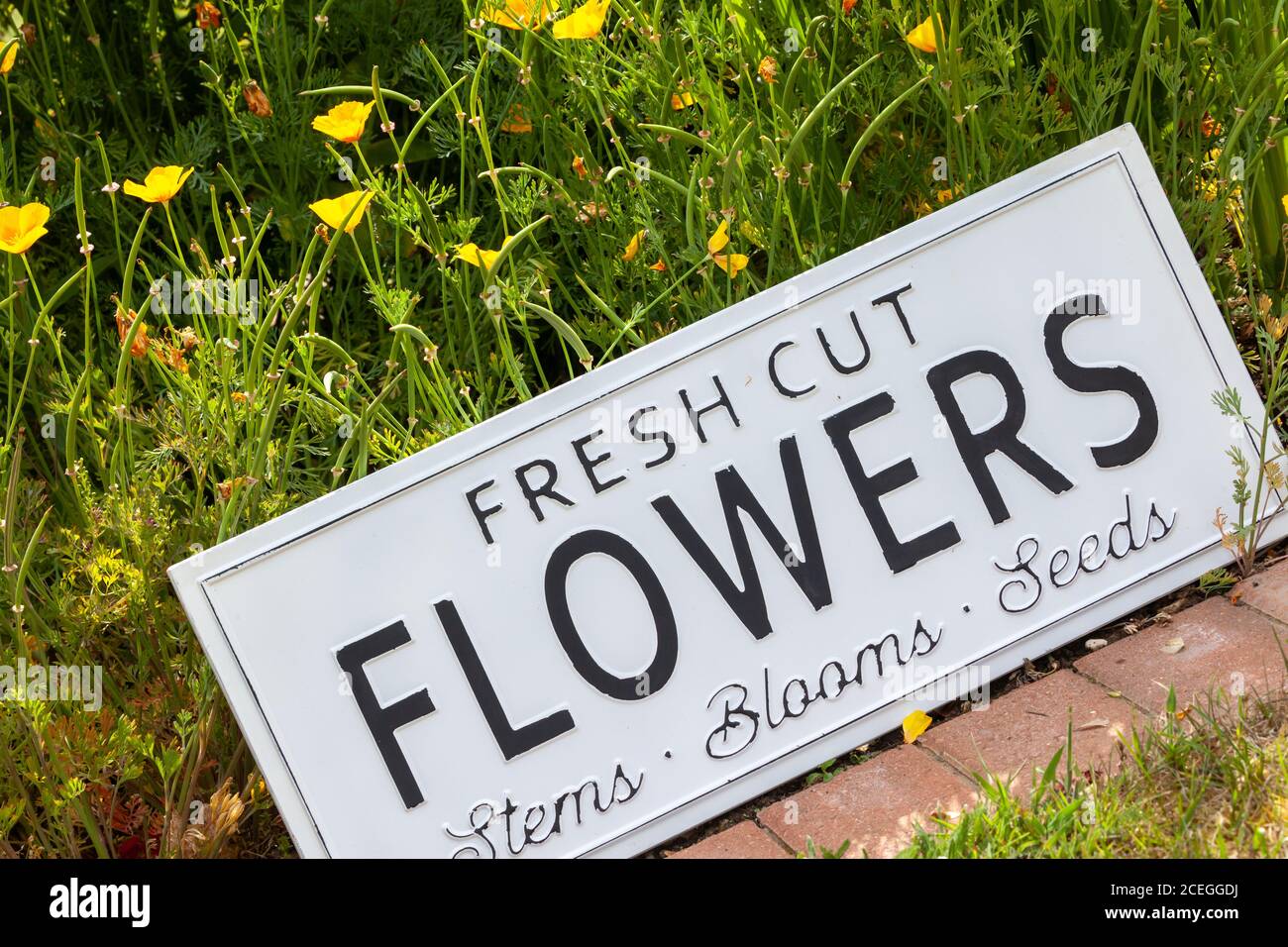 Bella estate fiori in un letto giardino con un segno bianco che dice fiori freschi recisi. Primo piano di un'incredibile esposizione di piante in fiore di molti colori Foto Stock