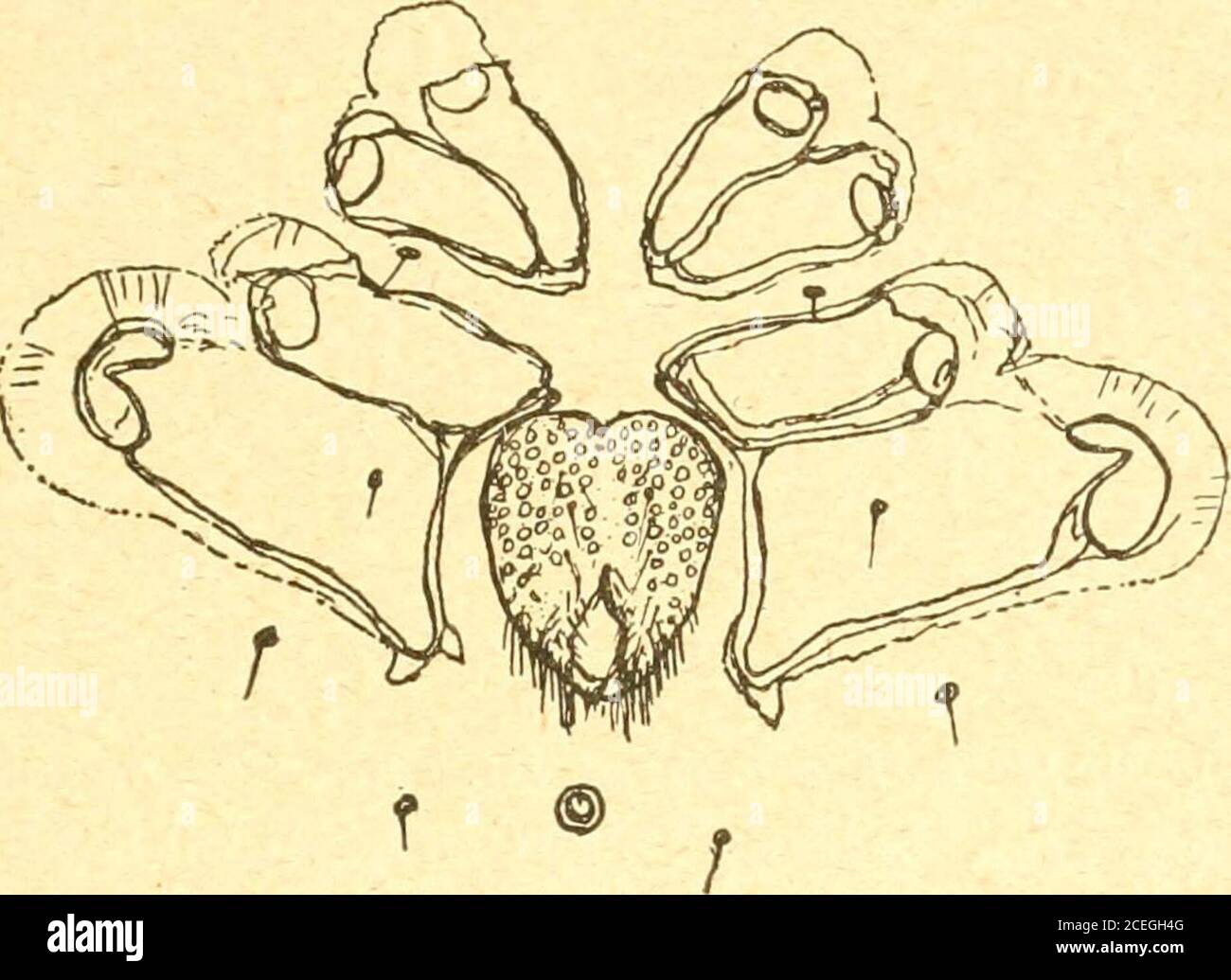 Russkoe Entomologicheskoe Obozrenie Revue Russe D Entomologie Fig 7 Hydrachna Globosa Var Germanica Var N Lt J La Palpegauche De Cote 55 A Que La Distance Entre Lorgane Genital Et Lorifice De Lorgane