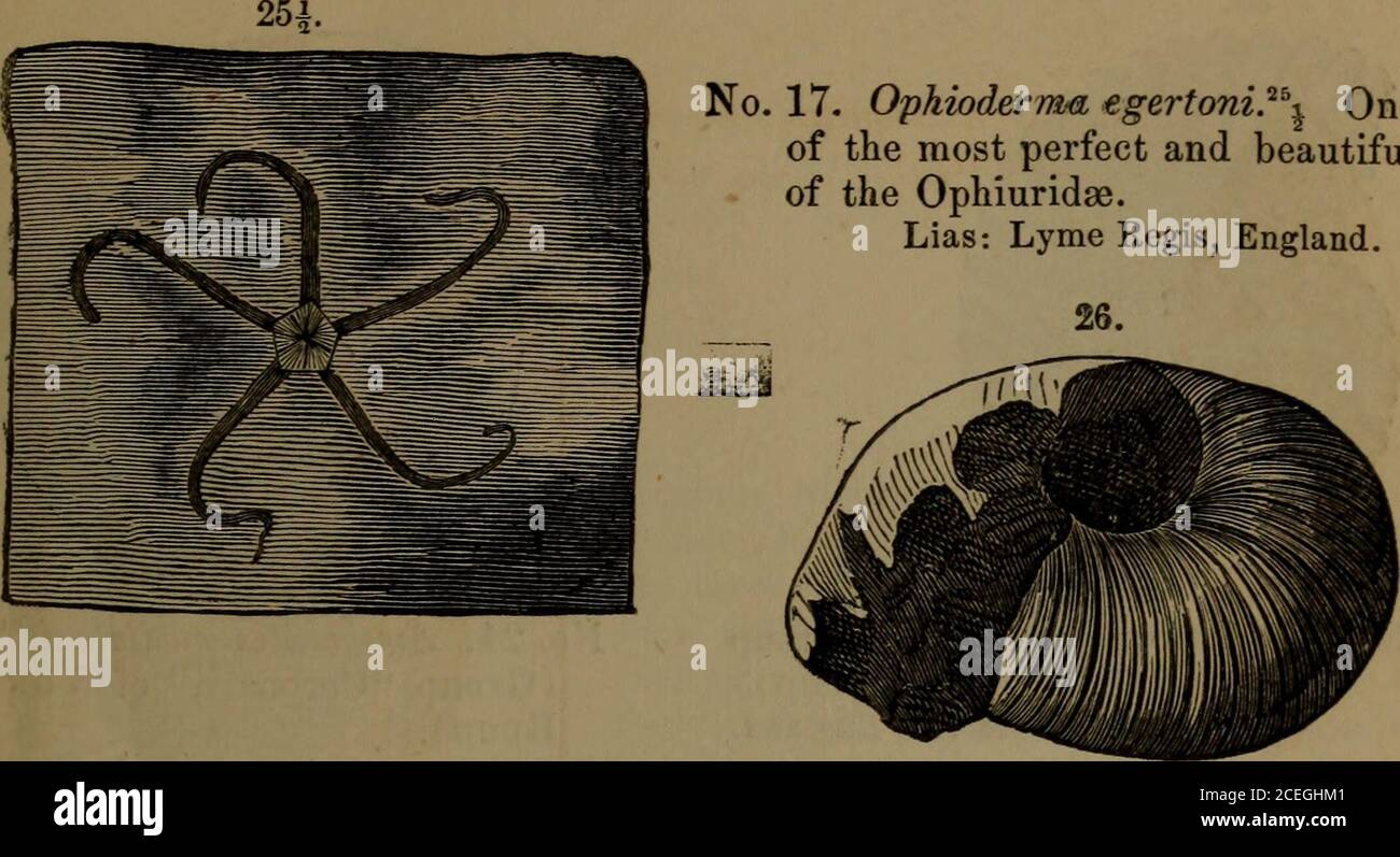 . Relazione annuale dei reggenti dell'università dello stato di New York sulle condizioni del Gabinetto di Stato di Storia Naturale e della collezione storica e antiquaria ad essa allegata. N. 15. JEsckna eximia.^^ bellissimo fossile Libellula o Dragonfly, con una lunghezza di circa 10 cm. Calcare litografico (Oolite superiore): Solenhofen, Baviera. N. 16. Ammoniti rothomagensis? Colatura interna di porzione di whorl esterno, che mostra i bordi lobati di setti. Chalk Marlt Rouen, Trance, LA GALLERIA DI WADSWORTH. 33 N. 17. Ophioderma tgertoni.^^T^ uno dei più perfetti e belli degli Ophiuridae. Foto Stock