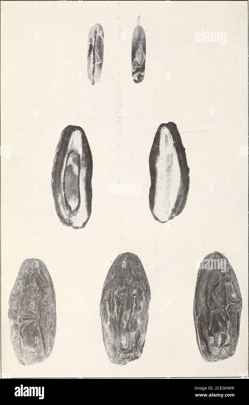 . Date dell'Egitto e del Sudan. Campioni della data di Barakawi, la varietà commerciale principale del Sudan; da Merowe, ma conosciuto come ibrimi nei mercati egiziani. (ardesia naturale). Bui. 271, Dipartimento di Agricoltura degli Stati Uniti. Piastra VI.. Assaggi di Bentamoda, la varietà più scelta di datteri di Sukkot e Dongola, da Merowe. (Dimensioni naturali). Bui. 271, Dipartimento di Agricoltura degli Stati Uniti. Piastra VII. Foto Stock