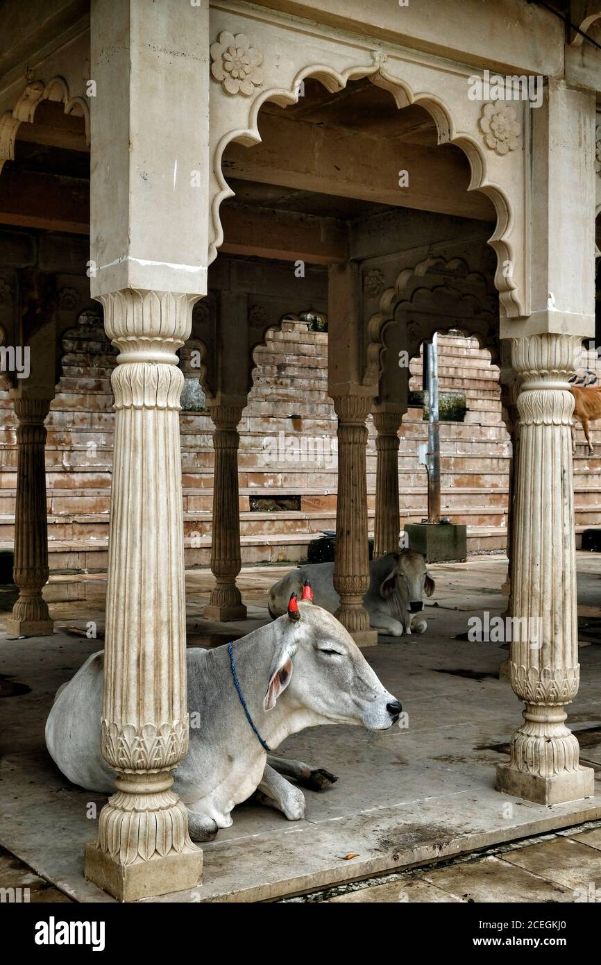 Una mucca in un ghat sul lago Pushkar, un luogo di pellegrinaggio indù, nella città di Pushkar nel Rajasthan, India. Foto Stock