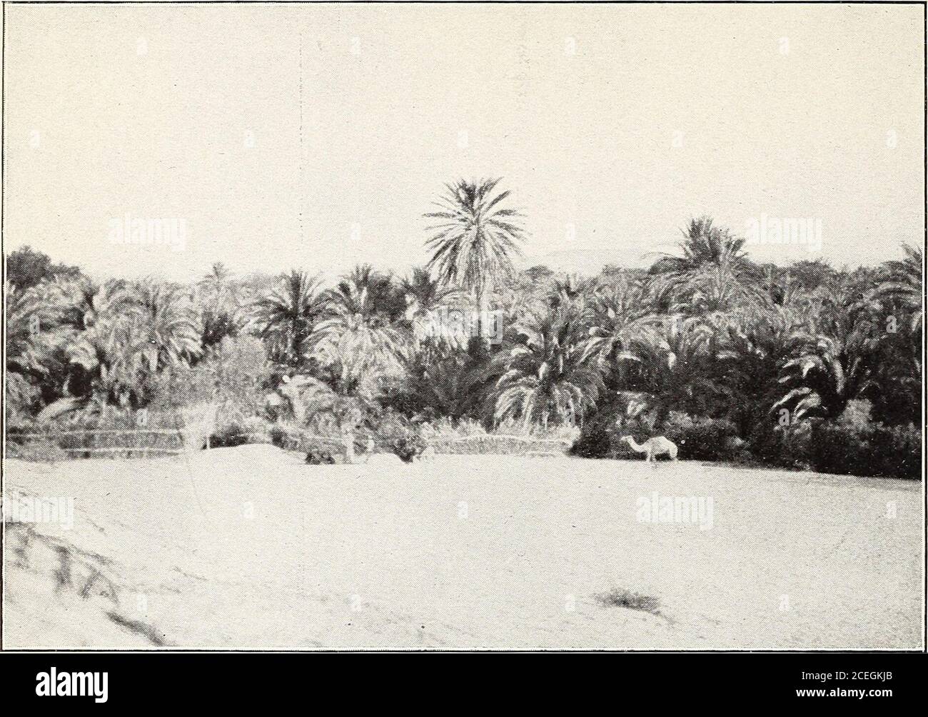 . Date dell'Egitto e del Sudan. Fig. 2.-Date alberi di varietà Amhat e Siwah alternati a cornfields nelle terre ricche del fondo del Nilo vicino a Bedrashen, nella provincia di Gizeh. Bui. 271, Dipartimento di Agricoltura degli Stati Uniti. Piastra IV.. Fig. 1.-A Date Grove, principalmente della varietà Saidy, vicino al Village ofRashida nell'Oasi di Dakhleh. L'albero gigante al centro è un maschio. Foto Stock