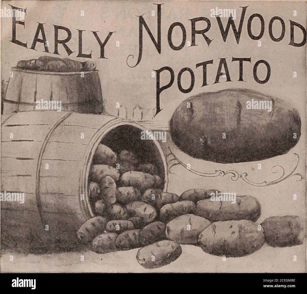 . Capovolgere una nuova foglia e essere convinto che W.W. I semi di Rawson & Co. Sono veri per nome / W.W. Rawson & Co. Ho trovato le patate di EarlyNorwood afew giorni prima per la Rosa precoce, qualityfully uguale, il rendimento aboutone-mezzo più. In factil migliore tutto tondo po-dato che ho mai alzato. Chas. W. Adams. Il primo Nor-legno Potato Provedto essere molto soddisfacente. C. S. STILL. Max Mi piacerebbe molto rec-ommend il Early-Norwood Potato.J. J. Hurlbert. Il più grande Extra Early Potato coltivato libero da malattia scab blight o Rot ALL'INIZIO DI NORWOOD per gli ultimi sei anni sta crescendo in questa vicinanza (havingorigin Foto Stock