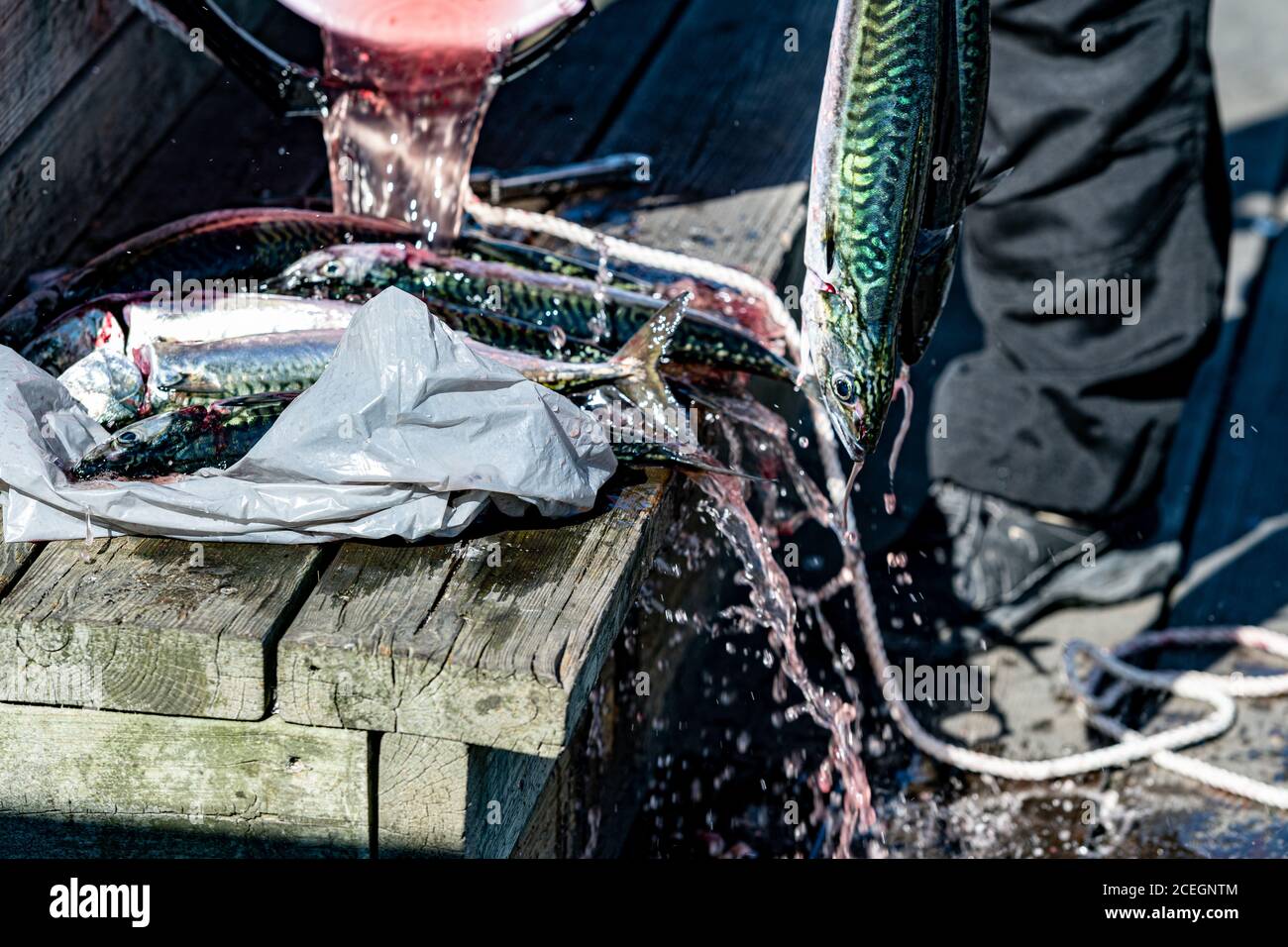 Un pescato fresco di sgombro viene risciacquato e pulito. Immagine di primo piano Foto Stock