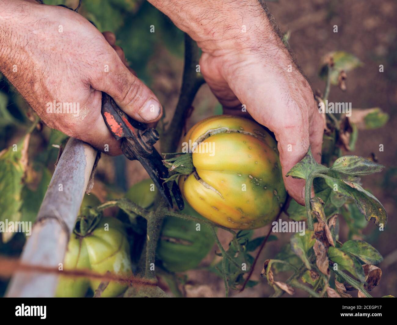 Crop mano di contadino irriconoscibile che taglia il pomodoro giallo dal ramo nel giardino Foto Stock