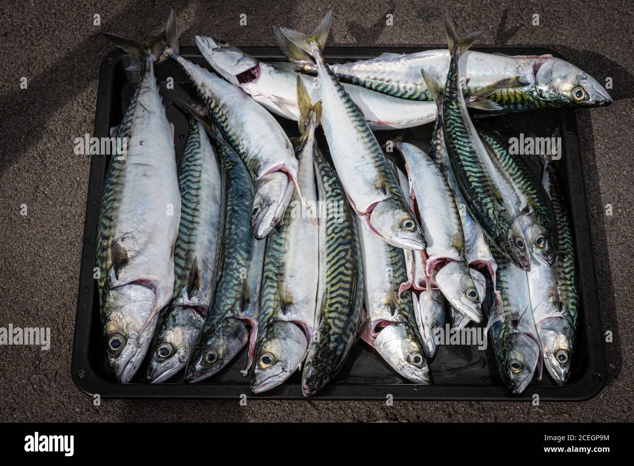 Un fresco pescato di sgombro su un vassoio sfondo grigio Foto Stock