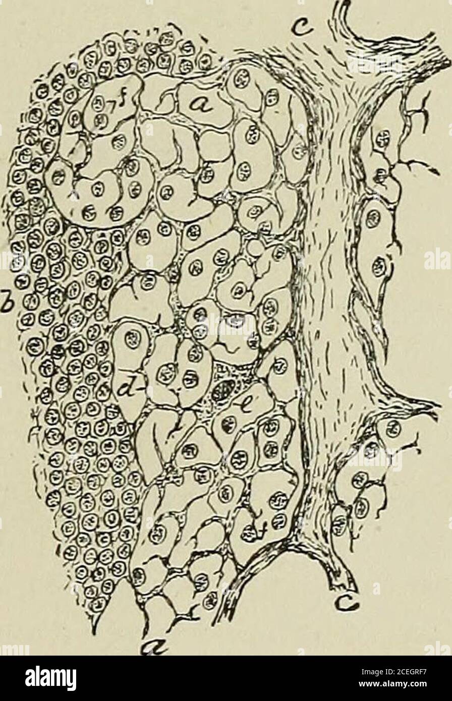 . Testo-libro di istologia normale: Compreso un resoconto dello sviluppo dei tessuti e degli organi. Sezione della ghiandola linfatica del bambino, parte di medulla in-cluding: i, parte di introbecula, su entrambi i lati di cui si vedono i sinuses di stretta linfa, delimitata da denerstructure di corde midollari (/). Porzione della linfonghiandola umana, con de-code di struttura: A, linfonosinus; 6, adenoidtissue; c, trabeculae; rf, reticolo più grossolano del linfonosinus; e, tessuto-connettivo espanso applicato alle fibre;  /, cellule linfoidi. Tessuto, che segue i contorni degli spazi occupati, ma non fa Foto Stock