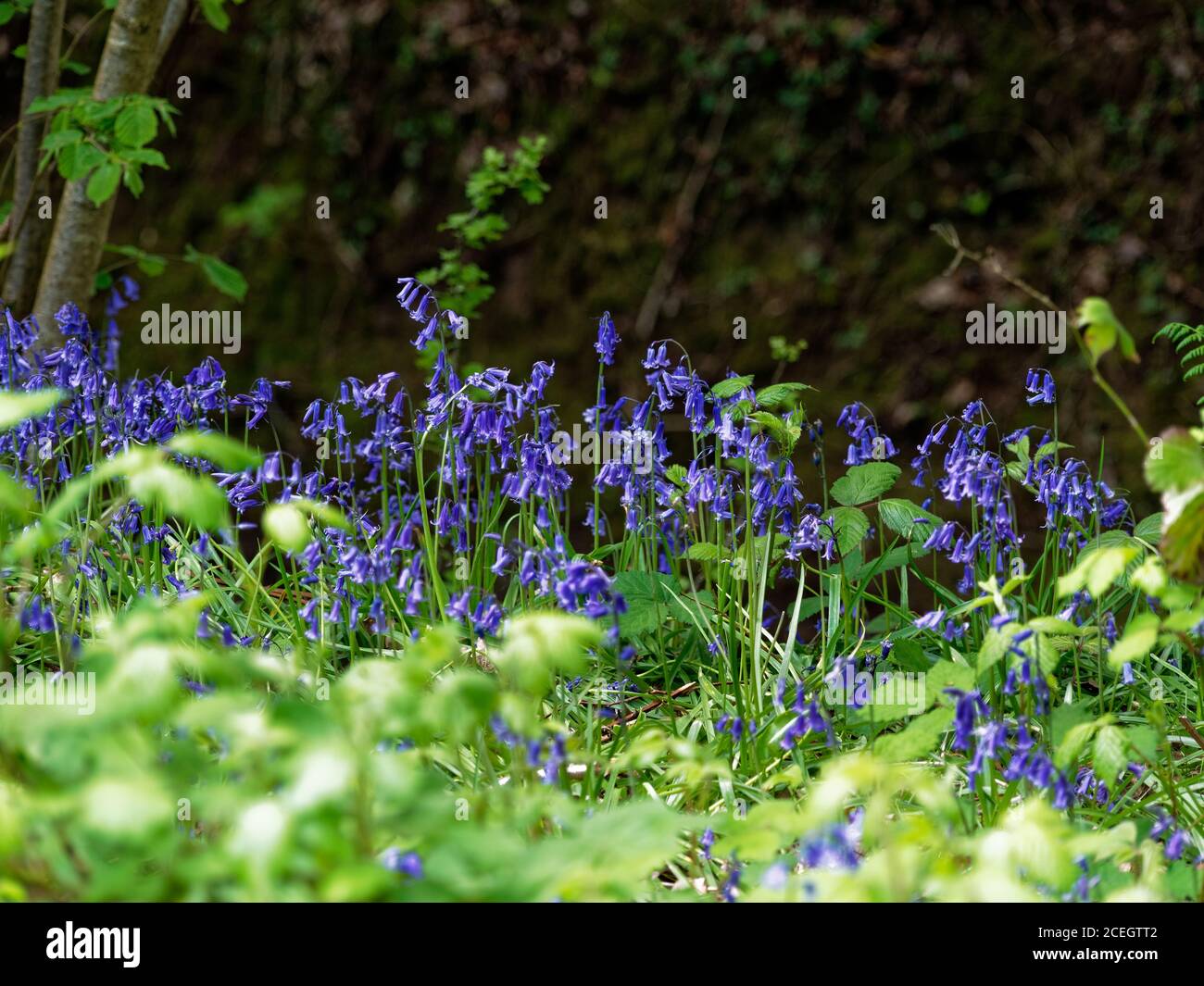 Wye Valley, Bluebells, Regno Unito Foto Stock