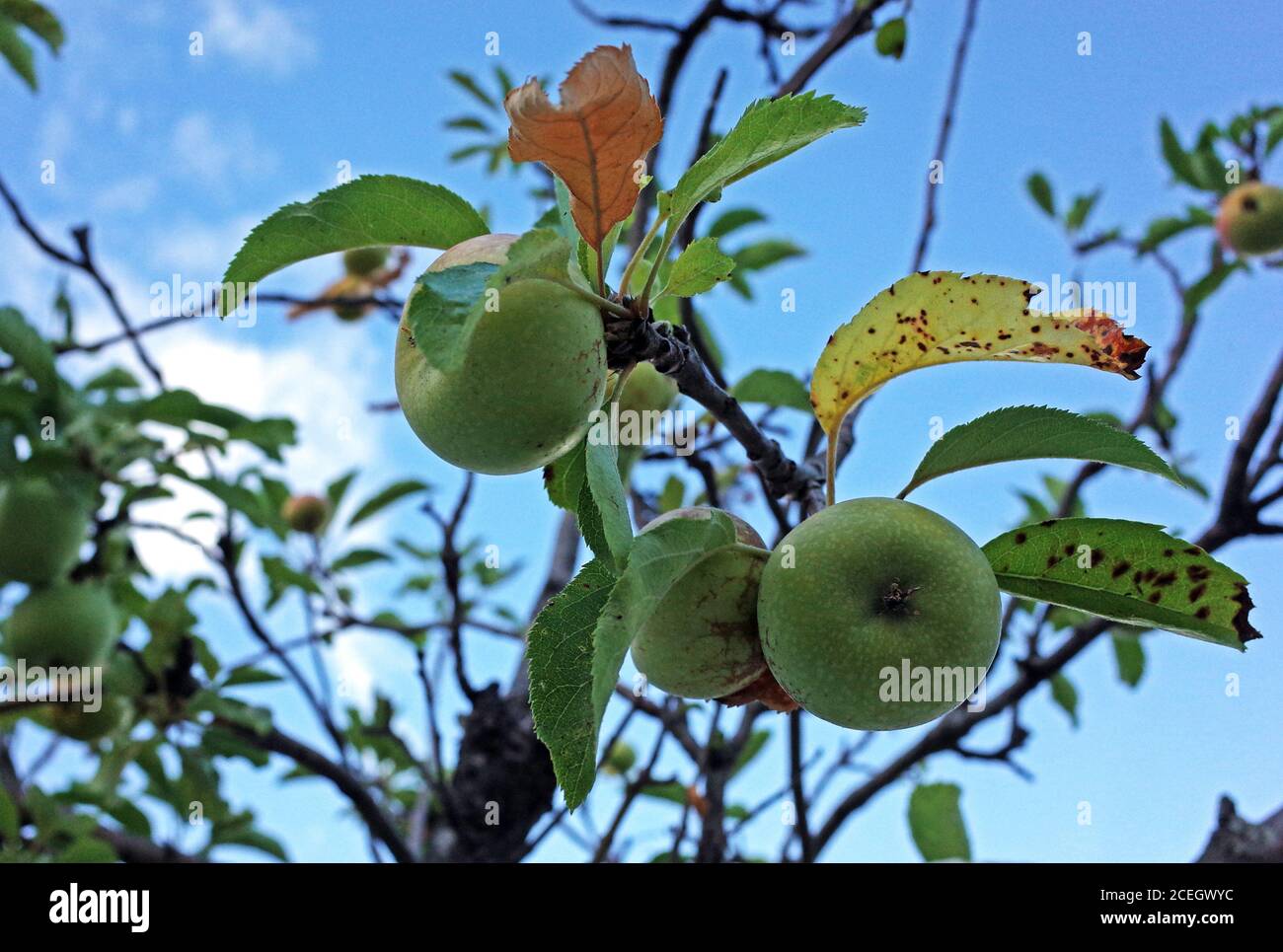 Albero di mela con la frutta primo piano Foto Stock