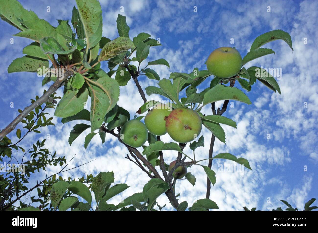 Albero di mela con la frutta primo piano Foto Stock