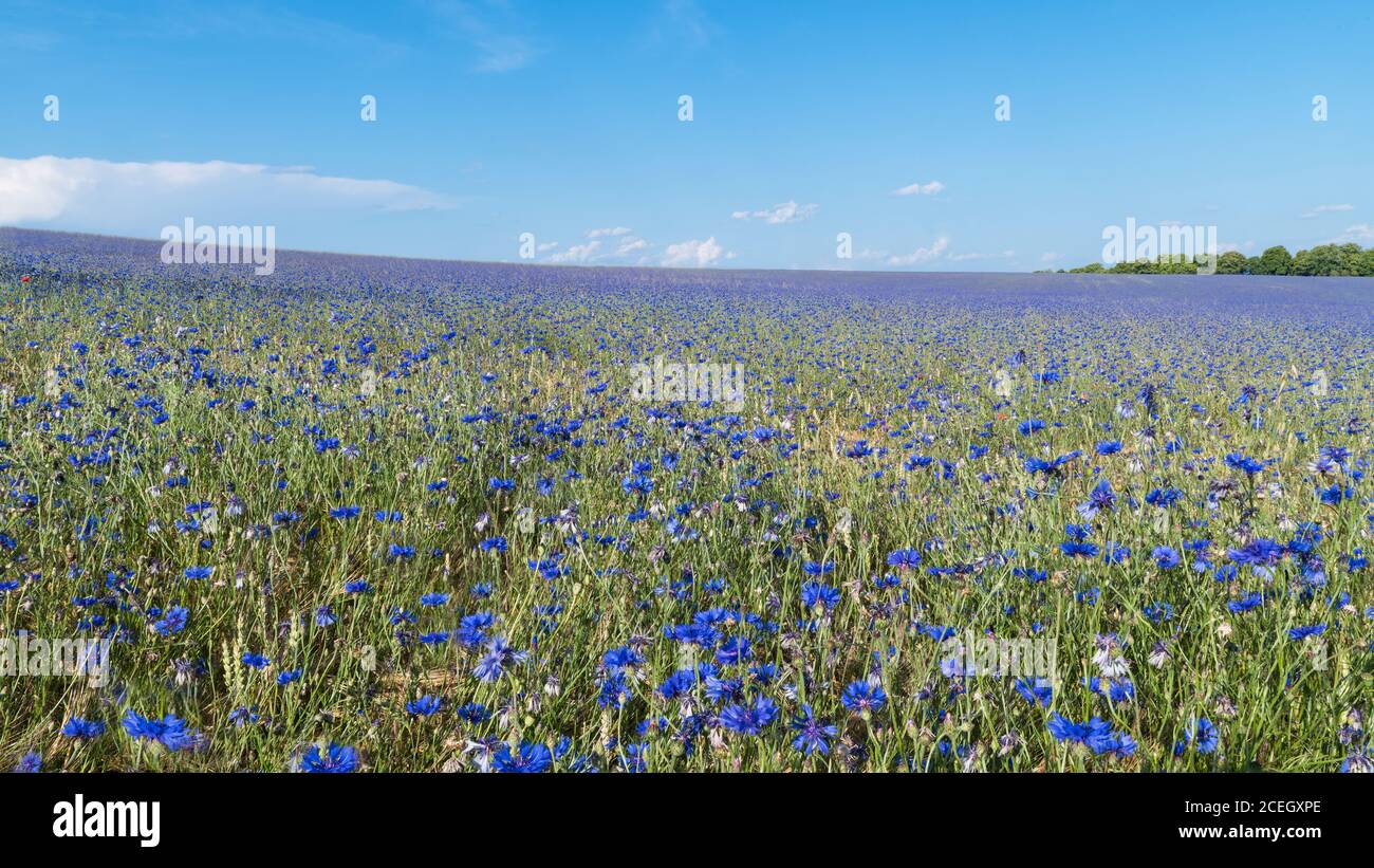 Fiori blu cornflowering in campo di grano panorama. Centaurea cyanus. Molti bluebles nel paesaggio estivo. Campo di mais rurale pieno di erbacce invasive. Eco. Foto Stock