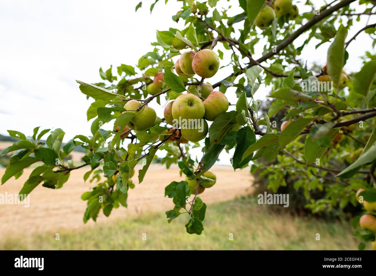 Sternapi - pomum paentagonum - varietà storica di mele Foto Stock