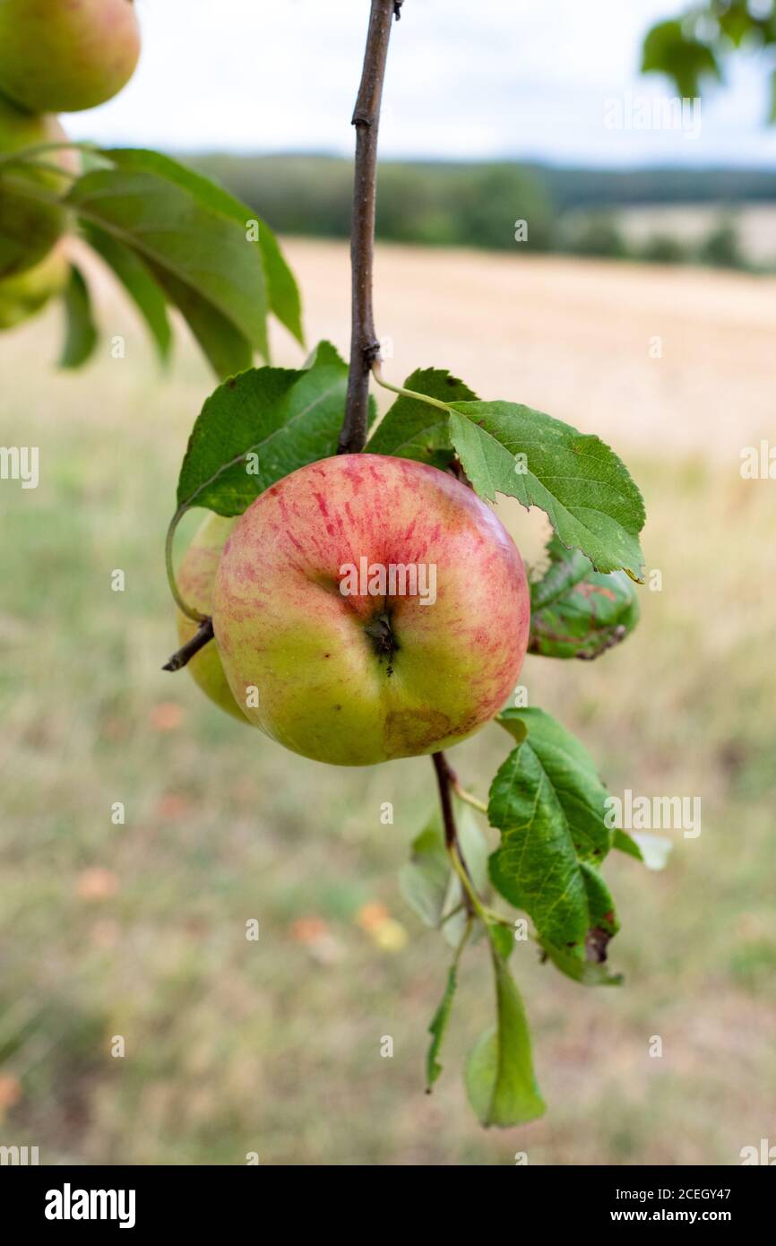 Sternapi - pomum paentagonum - varietà storica di mele Foto Stock