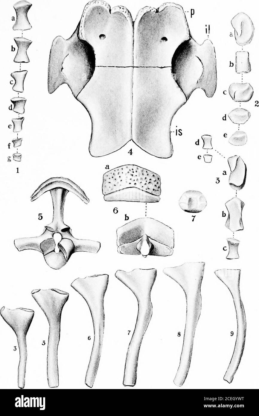 . Revisione dell'Anfibia e dei Pesci del Permiano del Nord America. Caiops aspidcp/ioiiiis. XO. 647 L^niv. Di Cliica.no. X %. 1. Giriglia pettorale, superficie superiore. 4. Lo stesso, anterioi- vista. 2. Valore numerico sinistro, lato interno. 5. The same, ])i)steri&lt;vista ir. 3. Lo stesso lato esterno. Tutti gli^iici dopo WillistDn. CASO: ANFIBIA E PESCI. Cacops aspidephoi-iis. XO, 647 University of Chicago. X %. 1. Varie ossa della punta dal piede posteriore sinistro. 2. Tar.sal dello stesso piede. 3. Tappeti e falange del piede posteriore sinistro. 4. Superficie inferiore del bacino. 5. La dodicesima vertebra, vista anteriore, il pl sinistro Foto Stock