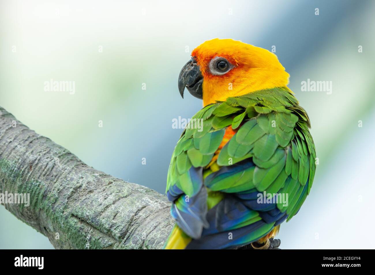 Un Jenday Conure (Aratinga jandaya) arroccato in un albero, noto anche come jandaya parakeet è un piccolo uccello neotropico trovato nel nord-est del Brasile. Foto Stock