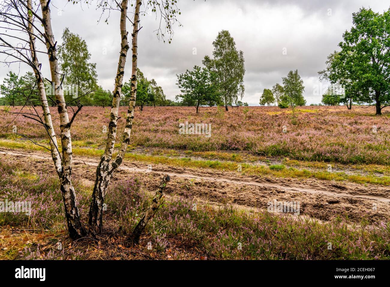 L'Osterheide, zona di brughiera nella riserva naturale Lüneburger Heide, sentiero escursionistico, vicino a Schneverdingen, bassa Sassonia, Germania, Foto Stock