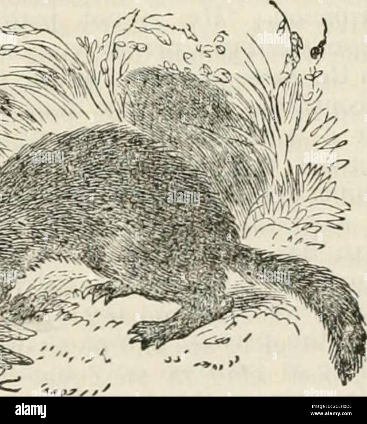 . Enciclopedia di Chambers; un dizionario di conoscenza universale per il popolo. Polecat (Mustda putorius). Modifiche, come Fullmart, Thoumart, &.C., è prevalente in gran parte della Gran Bretagna. L'origine dei nomi P. e Fitchet è molto più incerta. Il P. era molto più comune in Gran Bretagna nei tempi dei detentori di oggi, ed è quasi estirpato [da alcuni distretti, attraverso la guerra costante combattuta contro di esso da guardiani e altri. ,mangia tutto ciò che il gamekeejer desidera... conservare. È estremamente distruttivo nel deposito di pollame, l'abbondanza presente là invitingit per bere il sangue a Foto Stock