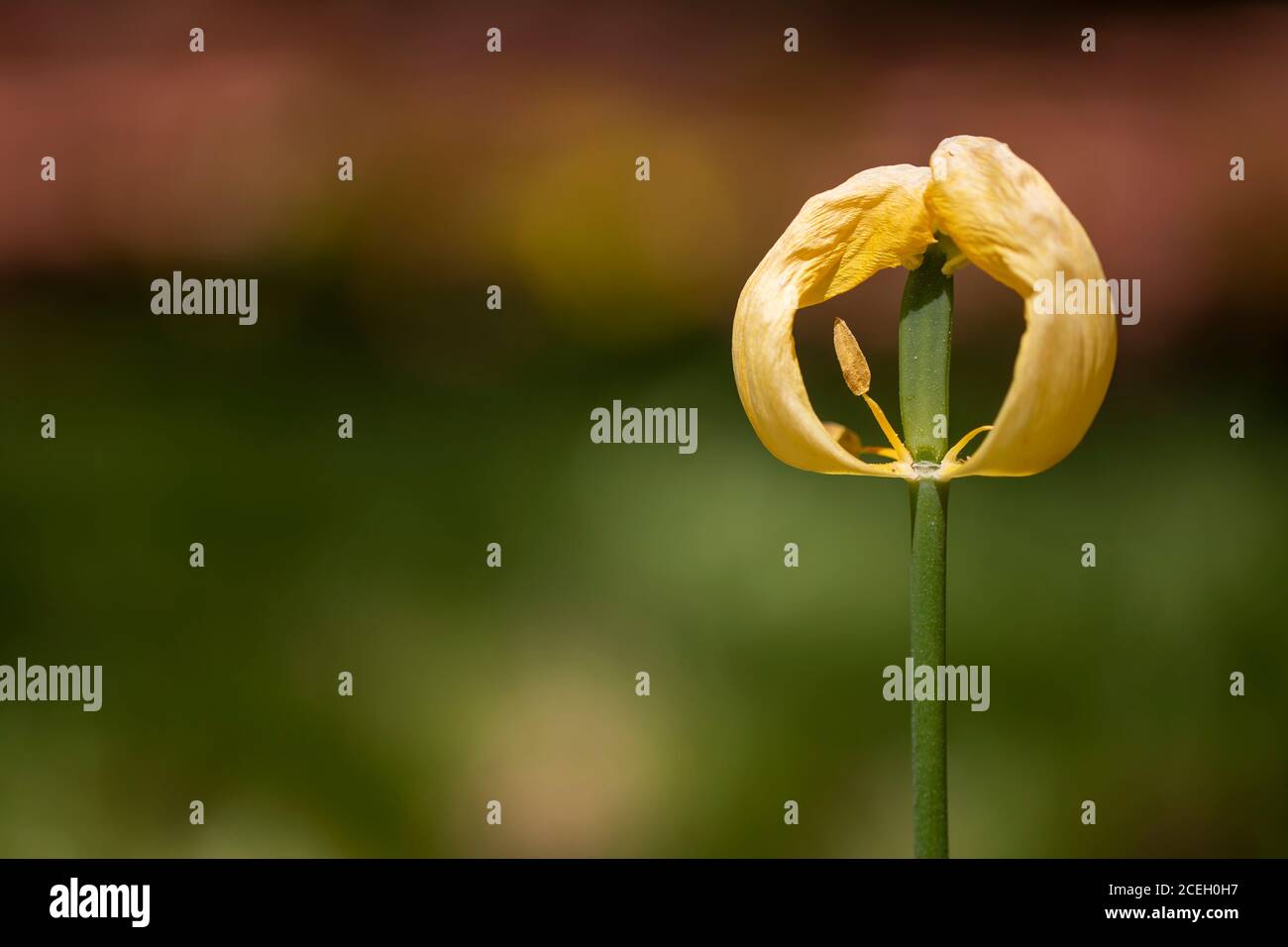 tulipano che cresce nel giardino tra piante verdi Foto Stock