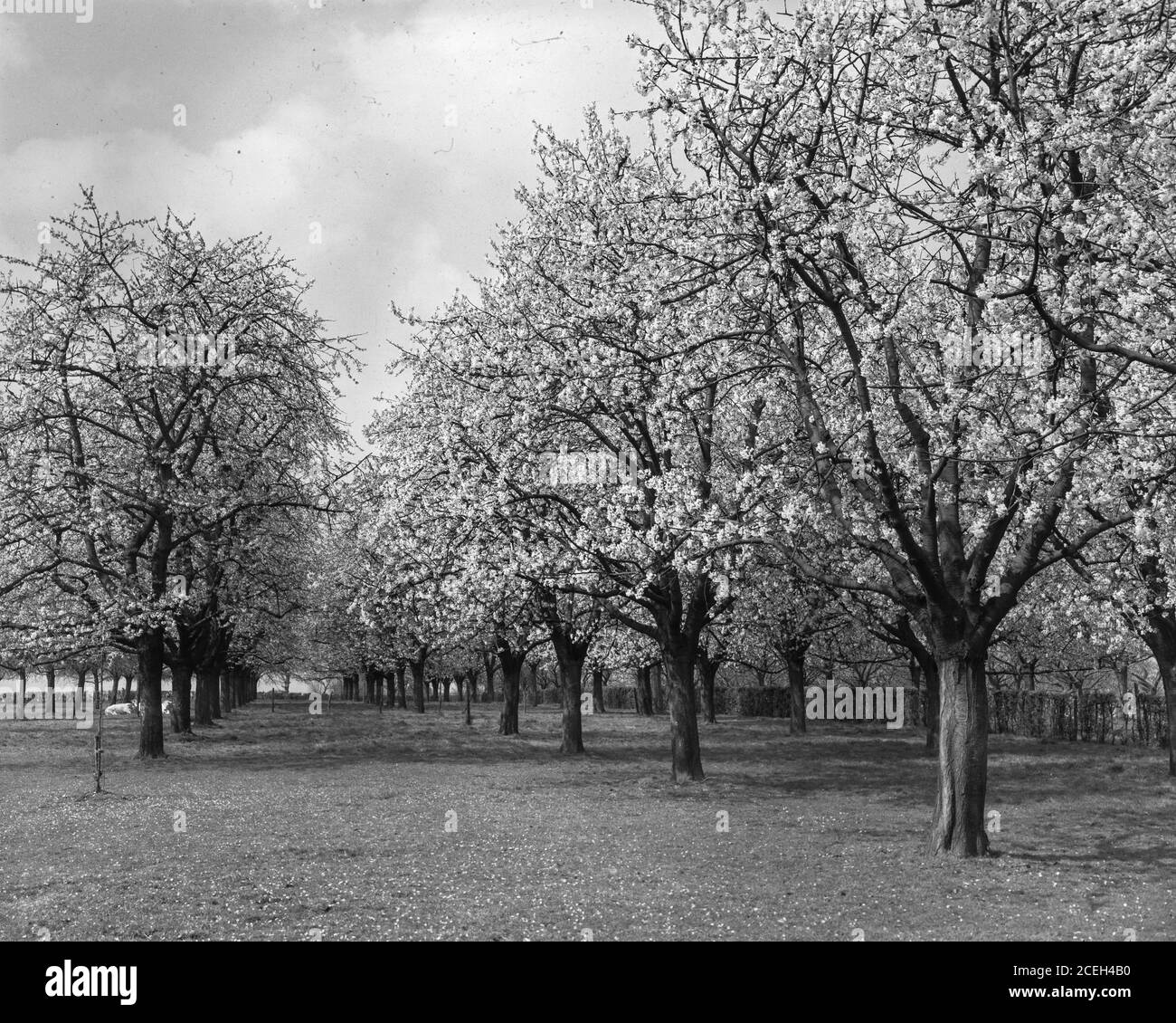 Foto in bianco e nero di file di splendidi alberi in fiore nel frutteto del Belgio in giornata di sole. Foto Stock