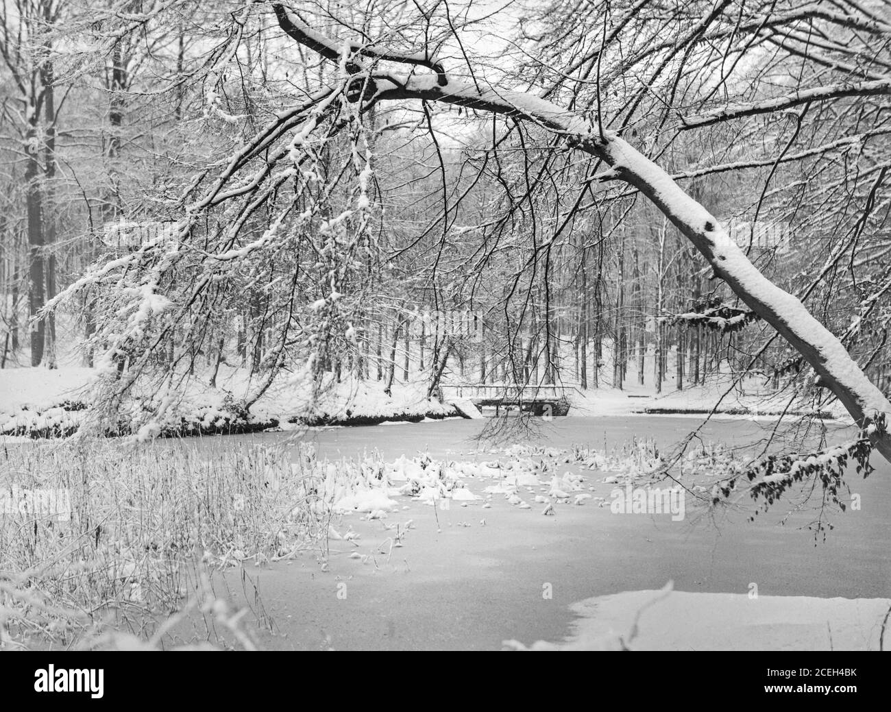 Foto in bianco e nero di file di splendidi alberi in fiore nel frutteto del Belgio in giornata di sole. Foto Stock
