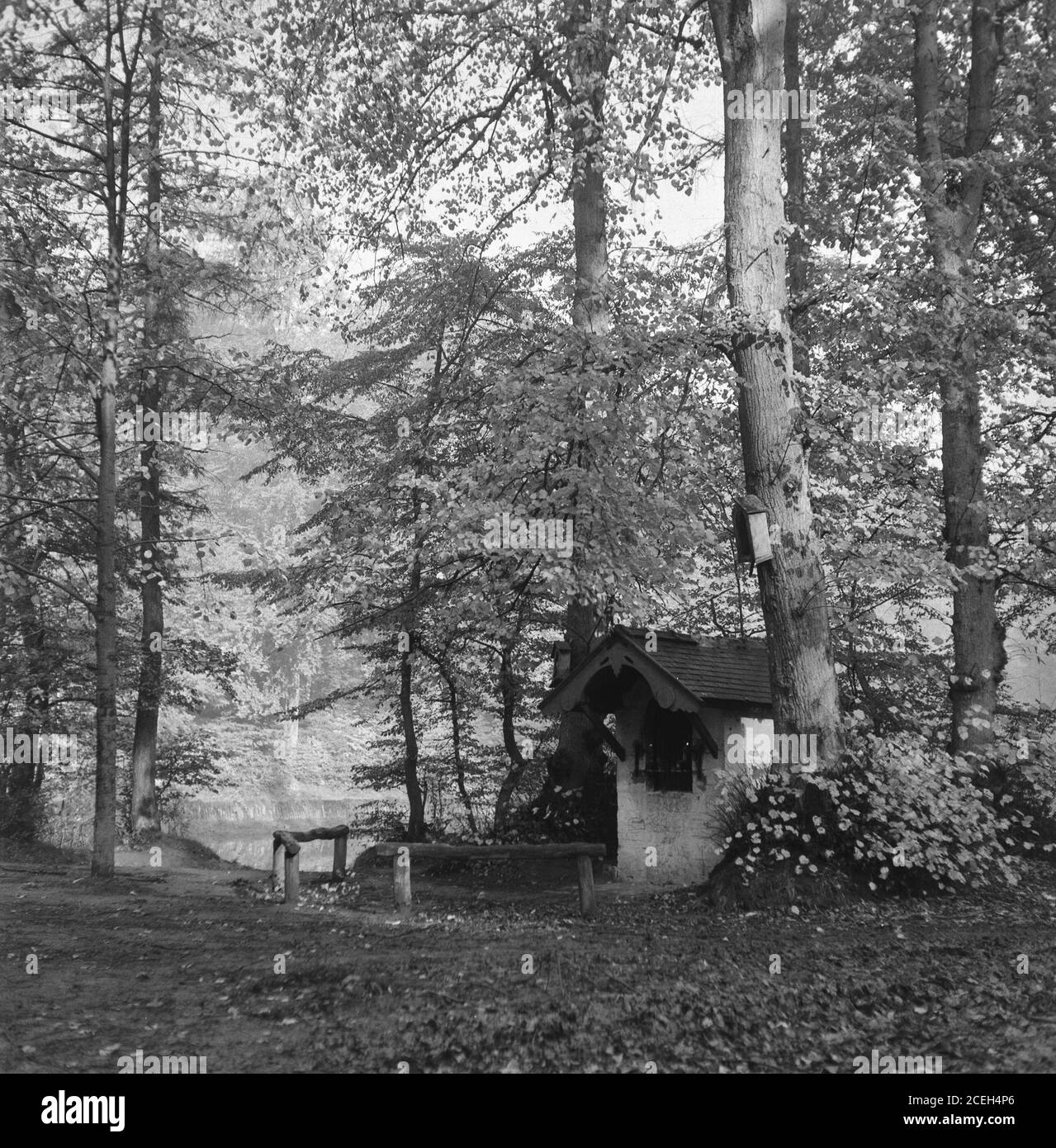 Foto in bianco e nero di una piccola casa di scabvicino posta sotto alberi e cespugli in fiore nei boschi del Belgio. Foto Stock