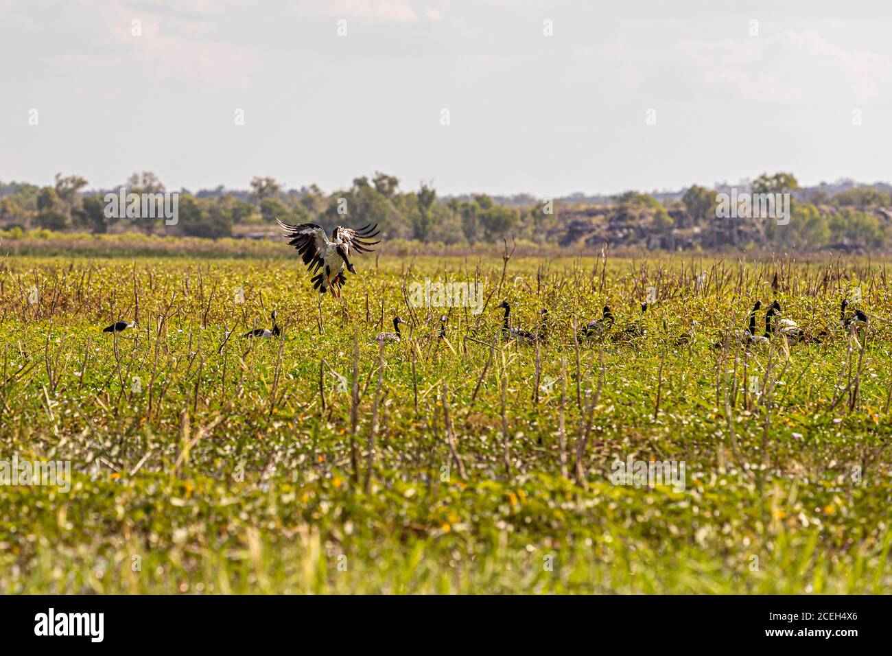Un’aquila dal ventre bianco atterra con le ali aperte in una zona umida di West Arnhem, Northern Territory, Australia, dove si trovano diverse oche magpie. Foto Stock