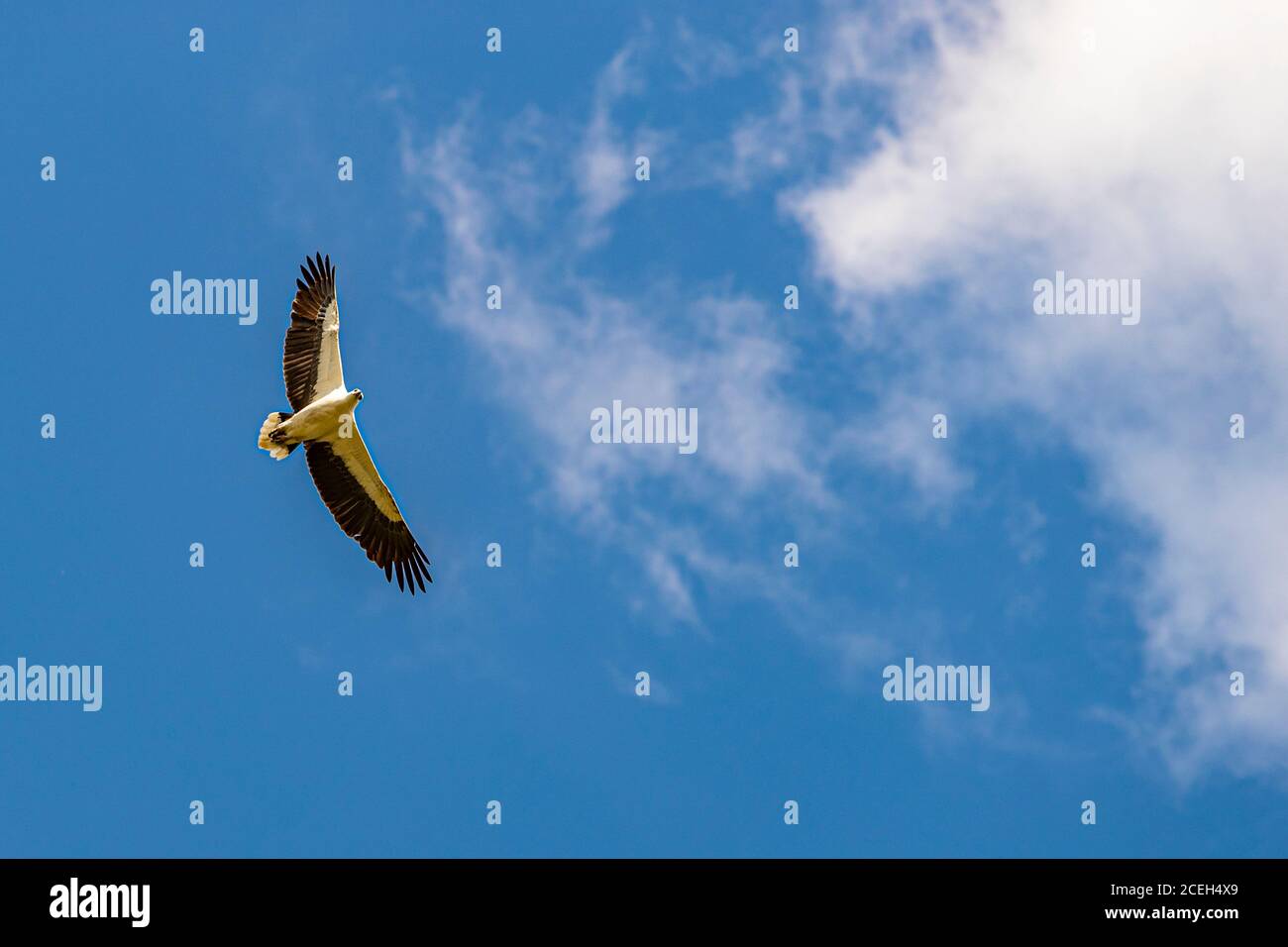 Birdwatching con tour guidato attraverso l'Outback australiano Foto Stock