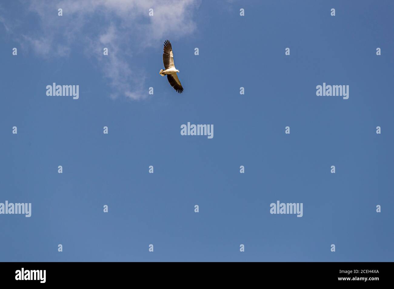 Un’aquila dal ventre bianco volteggia con le ali spiegate contro il cielo blu sopra West Arnhem, Territorio del Nord, Australia. Foto Stock
