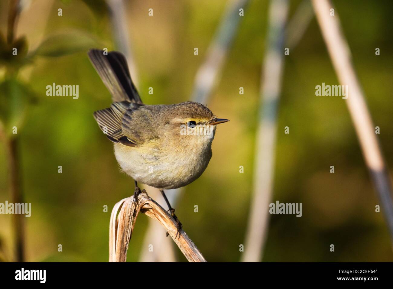 Curioso songbird europeo comune chiffchaff, Phylloscopus collybita in una foresta estone primavera. Foto Stock