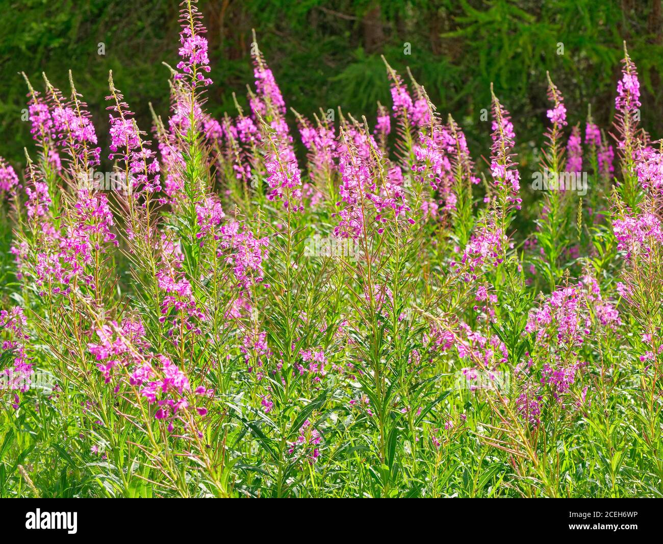 Fiori di montagna rosa di Epilobium Angustifolium Foto Stock