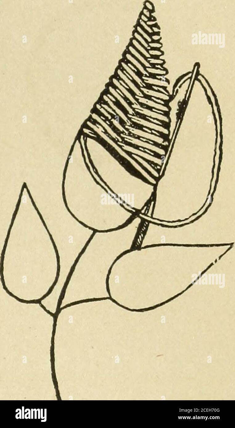 . Lavoro di fantasia per piacere e profitto. CUCITURE DA RICAMO. 43 punti Janina. Con questa cucitura si possono ottenere effetti diversi, come si vedrà facendo riferimento alle figure 41 e 42. La figura 41 mostra il punto preso attraverso lo spazio da riempire da bordo a bordo; mentre la figura 42 mostra il punto preso da ogni contorno al centro dello spazio; questa p tende ad un effetto più leggero e più aperto. Janina stitcL è opportunamente utilizzato su materiale velato come la seta bullonata, la mussola e il prato. Come si vedrà, questo punto è lavorato interamente sulla sur-face, tranne dove il punto posteriore corto avviene lungo il contorno Foto Stock