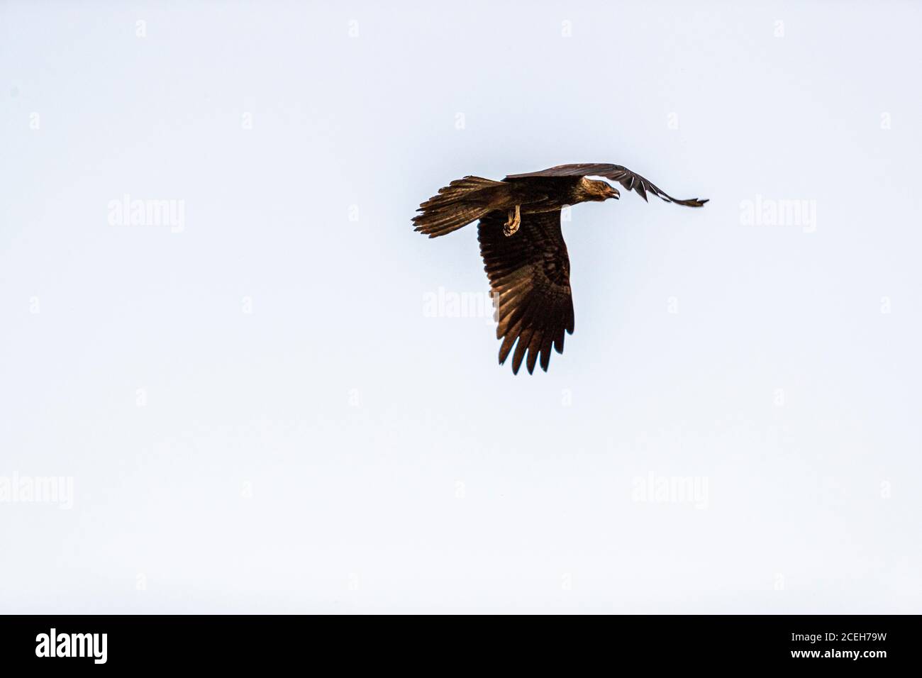 Un uccello rapace vola con le ali spiegate sopra le zone umide del parco nazionale di Kakadu, nel Territorio del Nord, Australia; la specie esatta non può essere determinata con certezza dall’immagine. Foto Stock