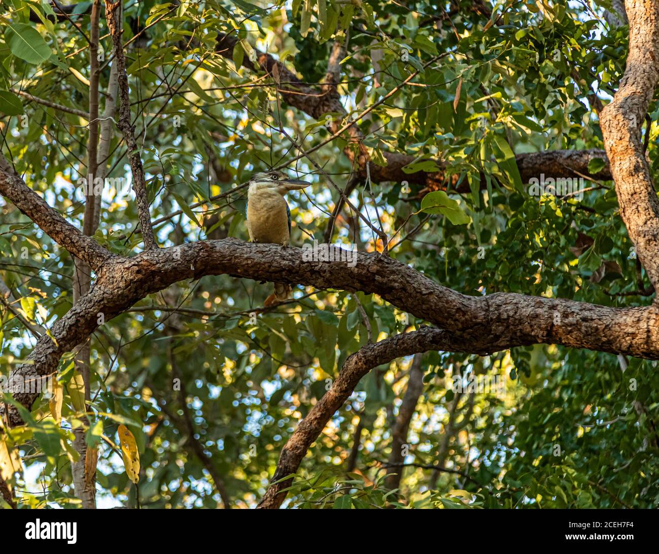 Un kookaburra si appollaia su un ramo nel bosco aperto del Parco Nazionale di Kakadu, nel Territorio del Nord, Australia. Foto Stock
