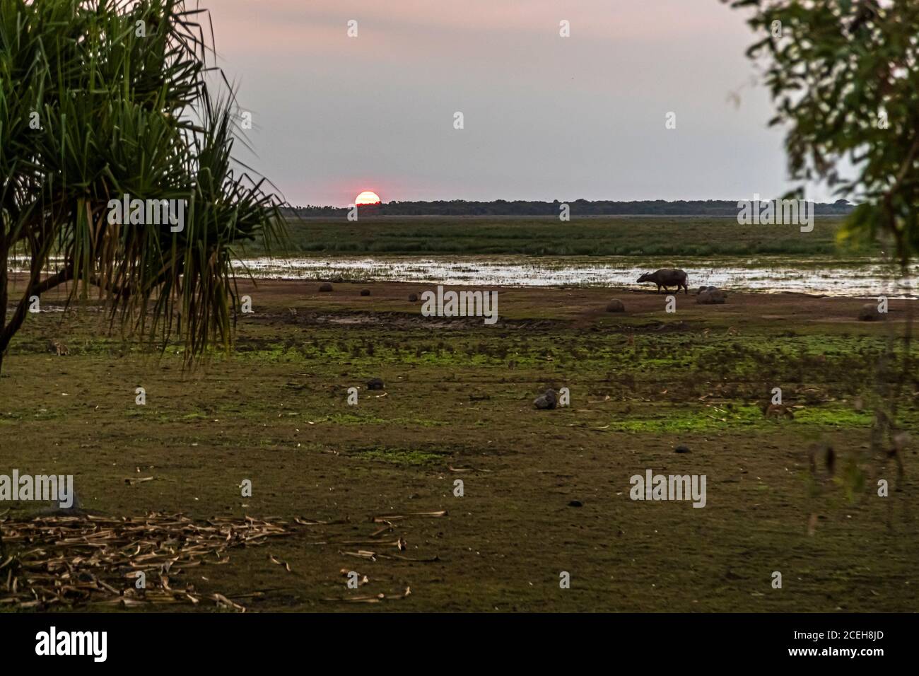 Tramonto con bufali d'acqua al Bamurru Plains Lodge, Northern Territory, Australia Foto Stock