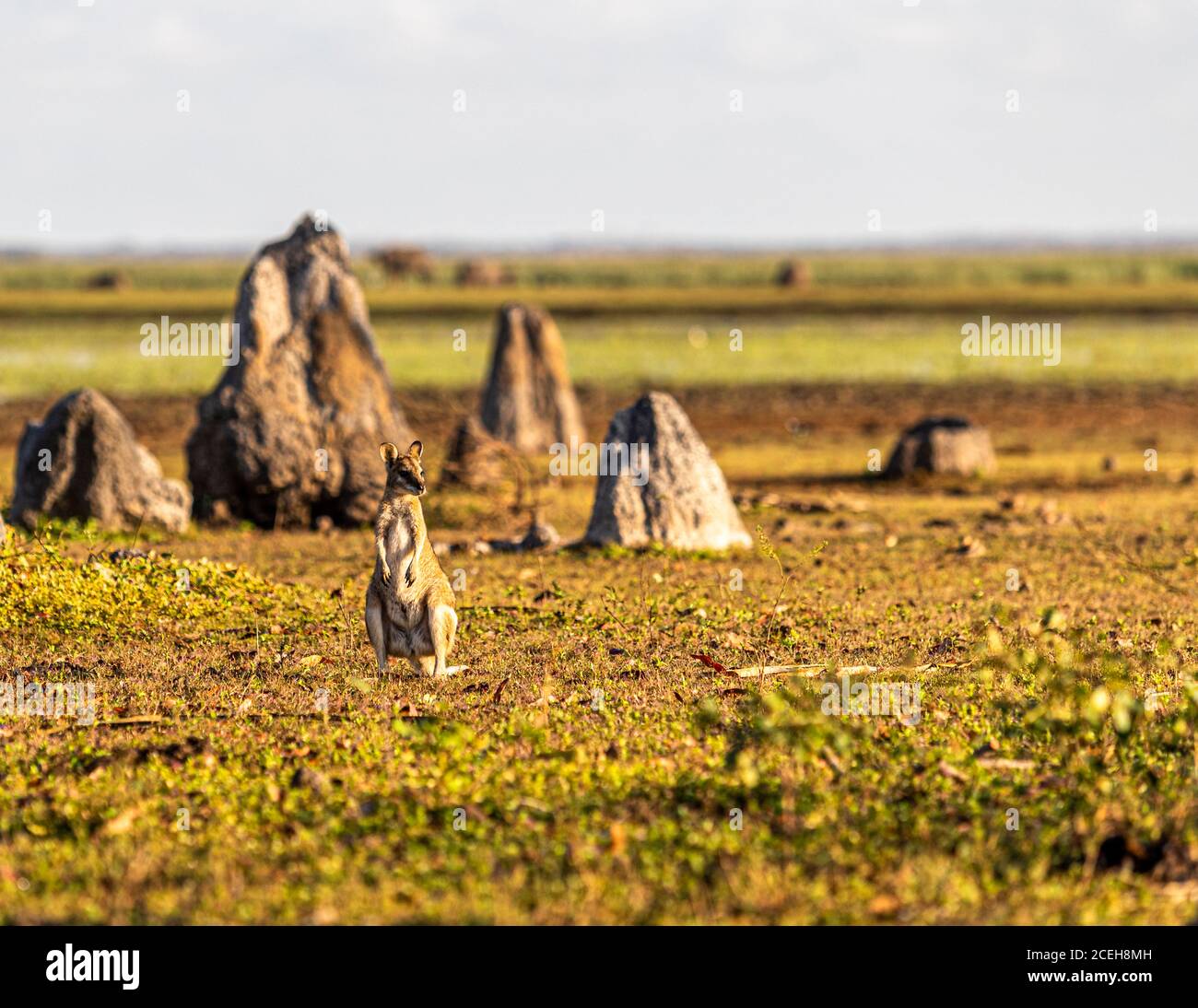 Canguro al Bamurru Plains Lodge, territorio del Nord, Australia Foto Stock