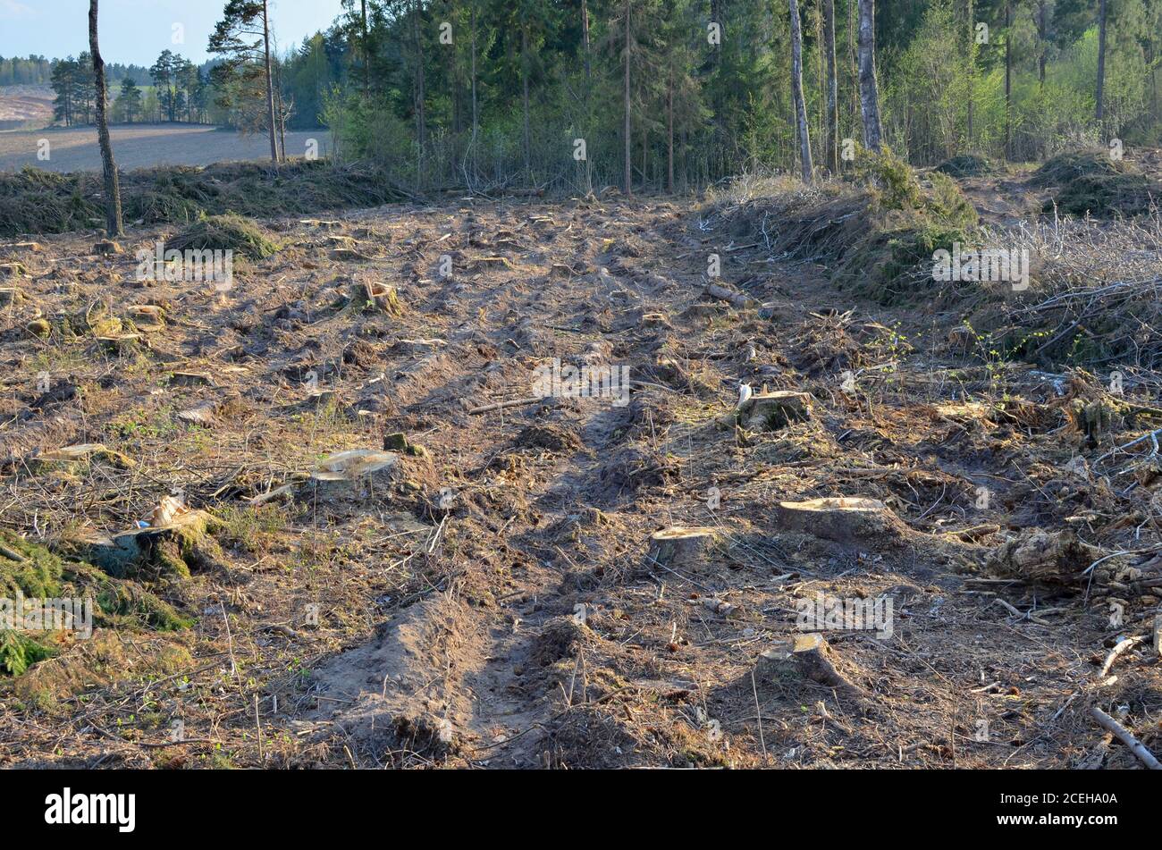 Tagliare alberi nella foresta. Deforestazione e disboscamento illegale, commercio internazionale di legname illegale Foto Stock