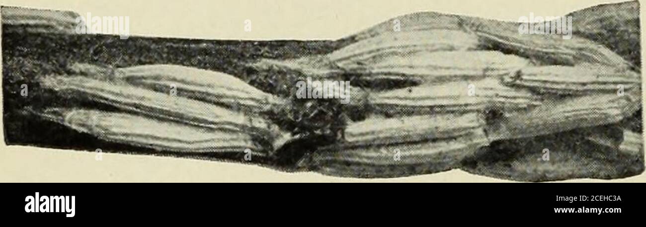 . Manuale di insetti di frutta. Aricinus GermarCorymbites tarsalis MelsheimerCorymhites cylindriformis Herbst questi tre scarabei di scatto marroni, da f a | una lunghezza di ricino, a volte sciame su alberi di mela e di pera in thespring e attaccare le boccioli di apertura e i fiori, denudingorchards di fiori in alcuni casi. Finora le loro ravagessono state confinate a Nuova Scozia, Colombia Britannica e ad altre località in Canada. Nella loro fase larval come wireworms, theseclick-beetles senza dubbio allevato sulle radici delle erbe, o nei theortards se in modo di modo o nei campi vicini-vicino, in modo che culto completo Foto Stock