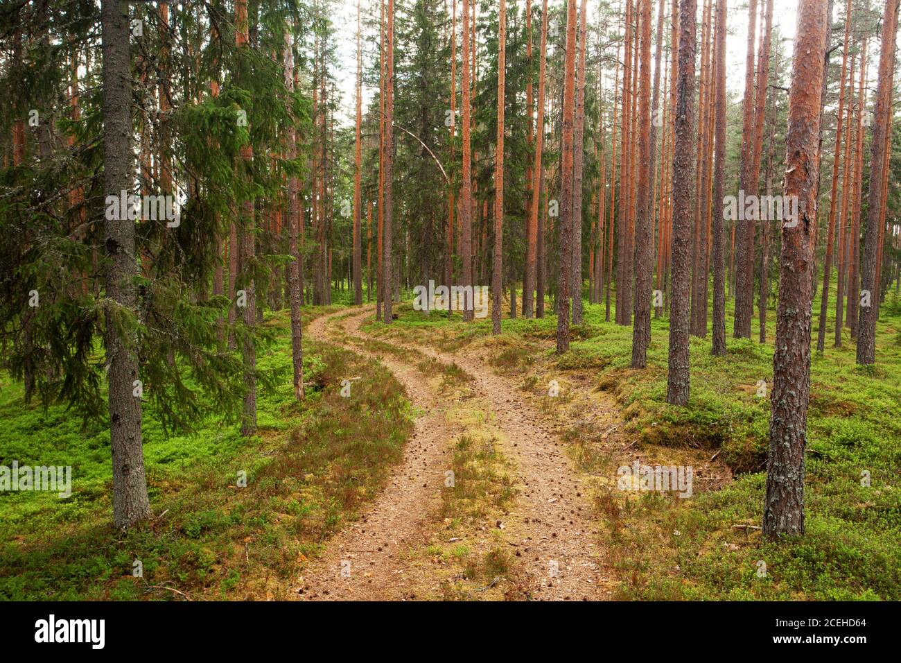 Un piccolo sentiero sterrato che conduce attraverso una bella pineta di conifere estiva nella foresta boreale estone. Foto Stock