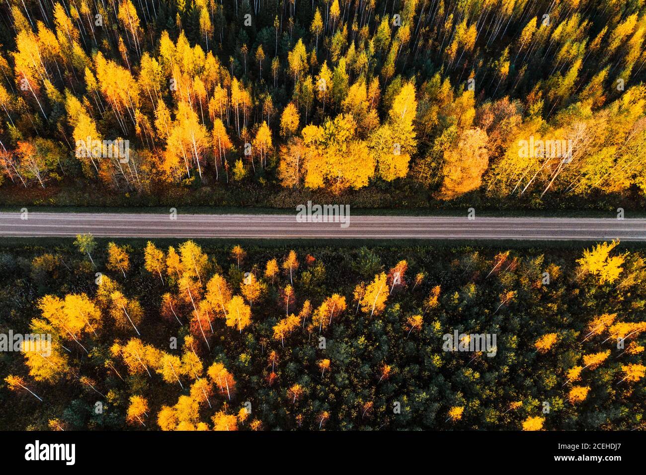 Un'antenna di una piccola strada che attraversa una colorata foresta boreale mista durante un fogliame autunnale nella campagna estone, nel Nord Europa. Foto Stock