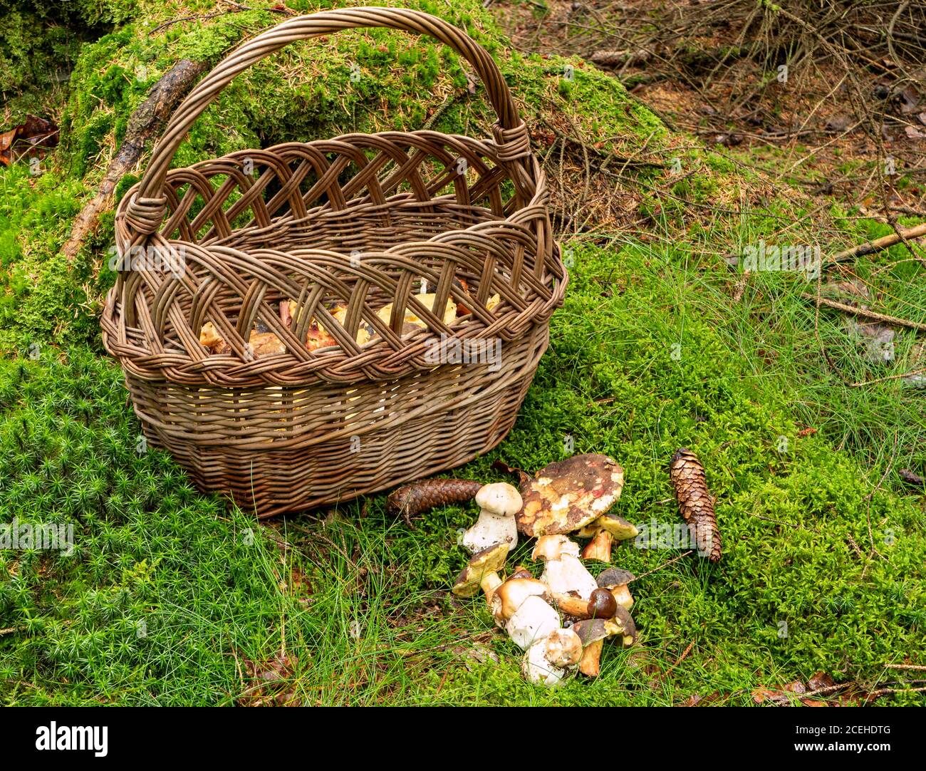 Cesto si trova nella foresta con funghi forestali Foto Stock