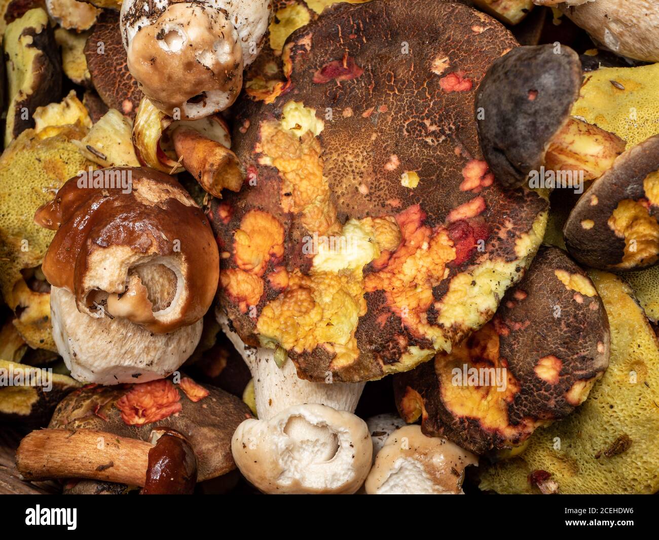 Funghi texture sfondo funghi foresta Foto Stock