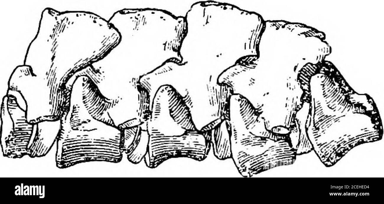 . Revisione dell'Anfibia e dei Pesci del Permiano del Nord America. Esentò per niente nel T. mesops, posizione esterna di hasan. REVISIONE SISTEMATICA 47 &lt;tr le neurapofisi delle vertebre sono più elevate e più deli-cate che nelle T. insignis, e hanno la solita scanalatura longitudinale mediana tra loro sulla linea mediana sopra. Lo scudo toracico è rappresentato da una piastra scolpita grossolanamente, ma parzialmente esposta, in modo che la sua forma sia ancora incerta. La specie è più piccola del T. insignis. Misurazioni. ,„, MM lunghezza del cranio alla linea di angoli mandibolari 136 larghezza di s Foto Stock
