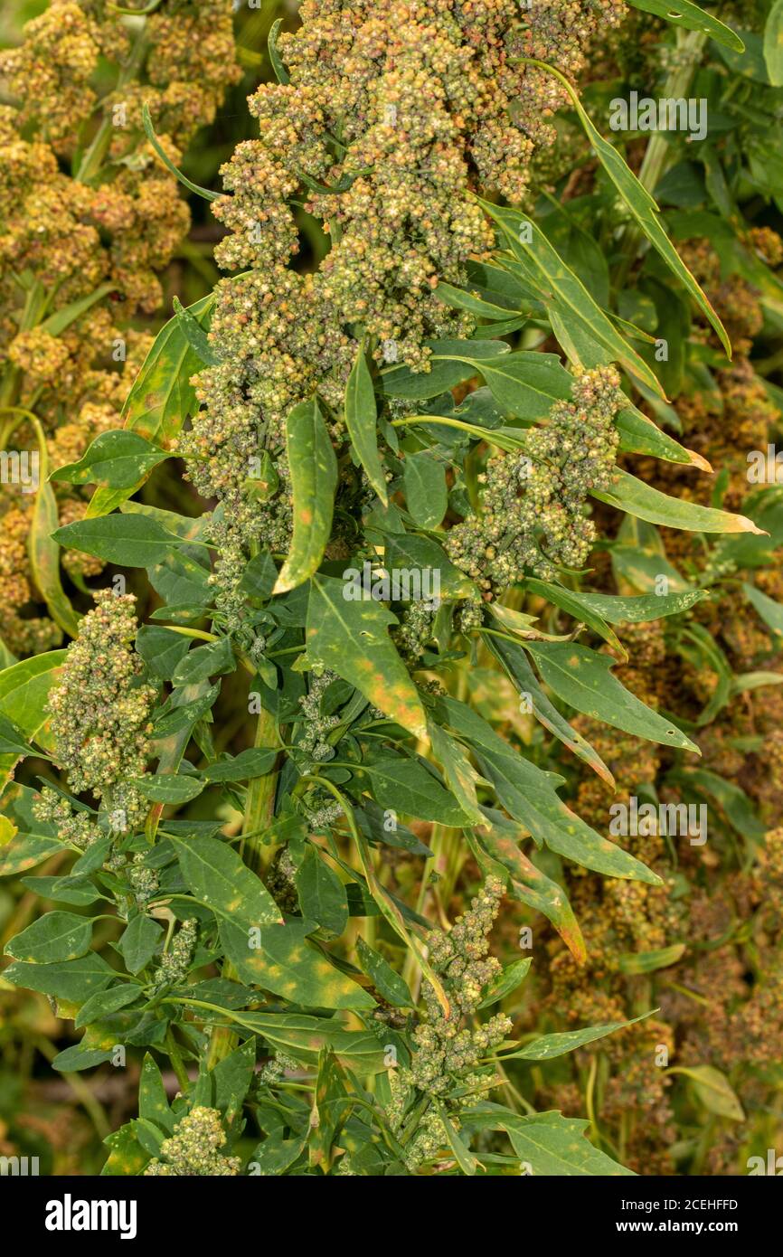 Chenopodium Quinoa, ritratto di raccolto di cibo naturale Foto Stock