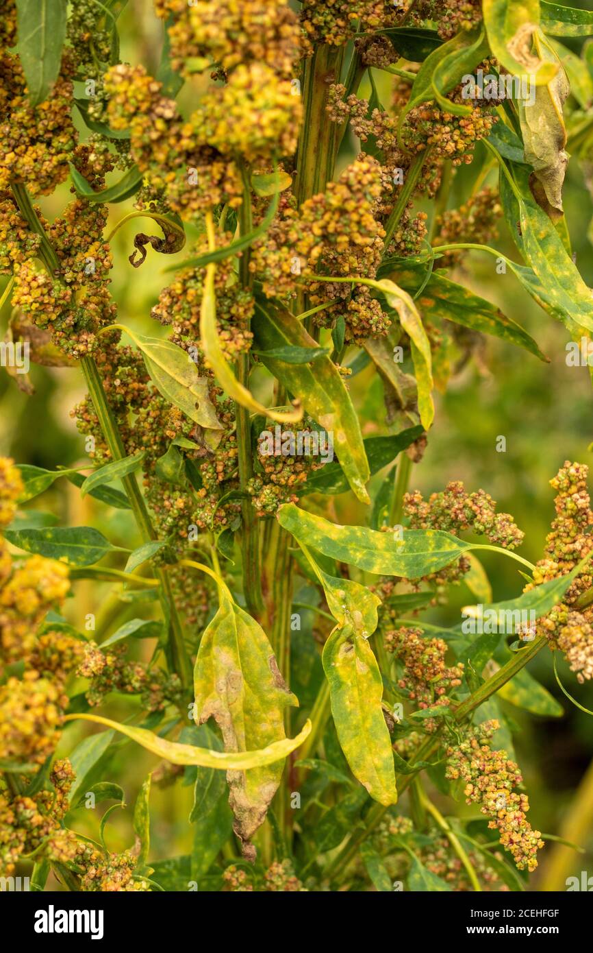 Chenopodium Quinoa, ritratto di raccolto di cibo naturale Foto Stock
