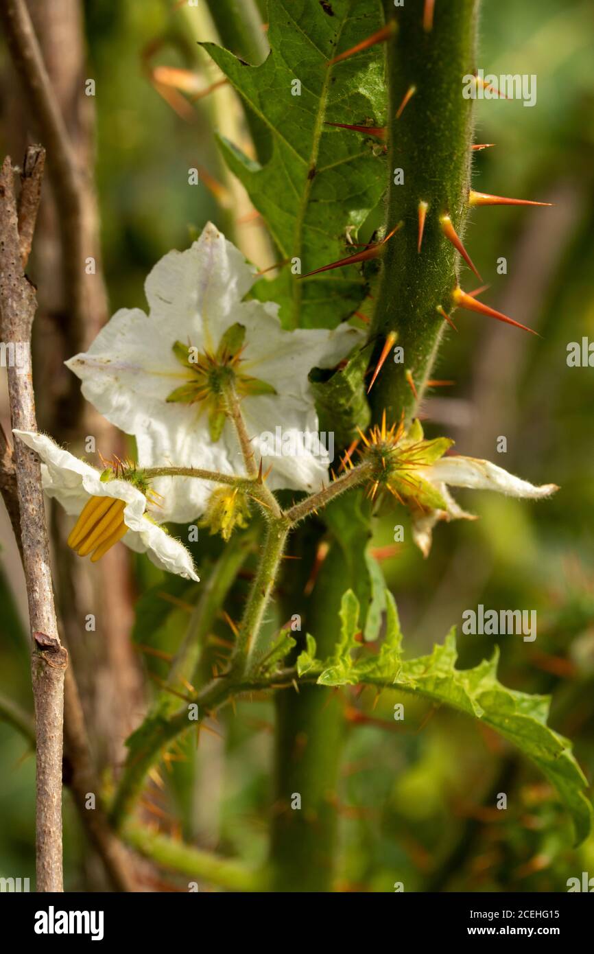 Solanum Sisymbriifolium (Vila-Vila) fiori e frutta Foto Stock