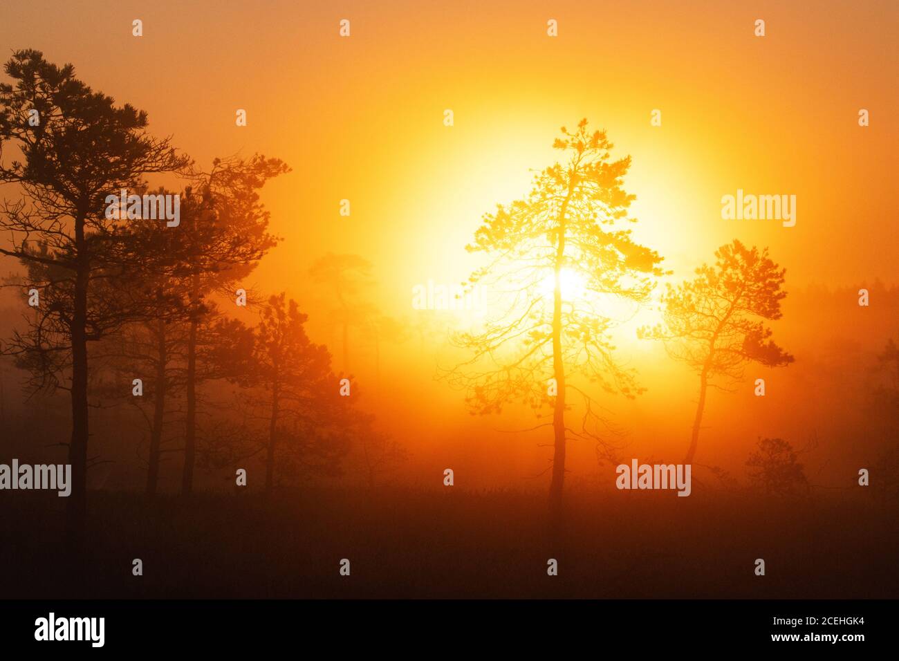 Splendida alba estiva in una torbida palude estone con piccoli pini in primo piano, Nord Europa. Foto Stock
