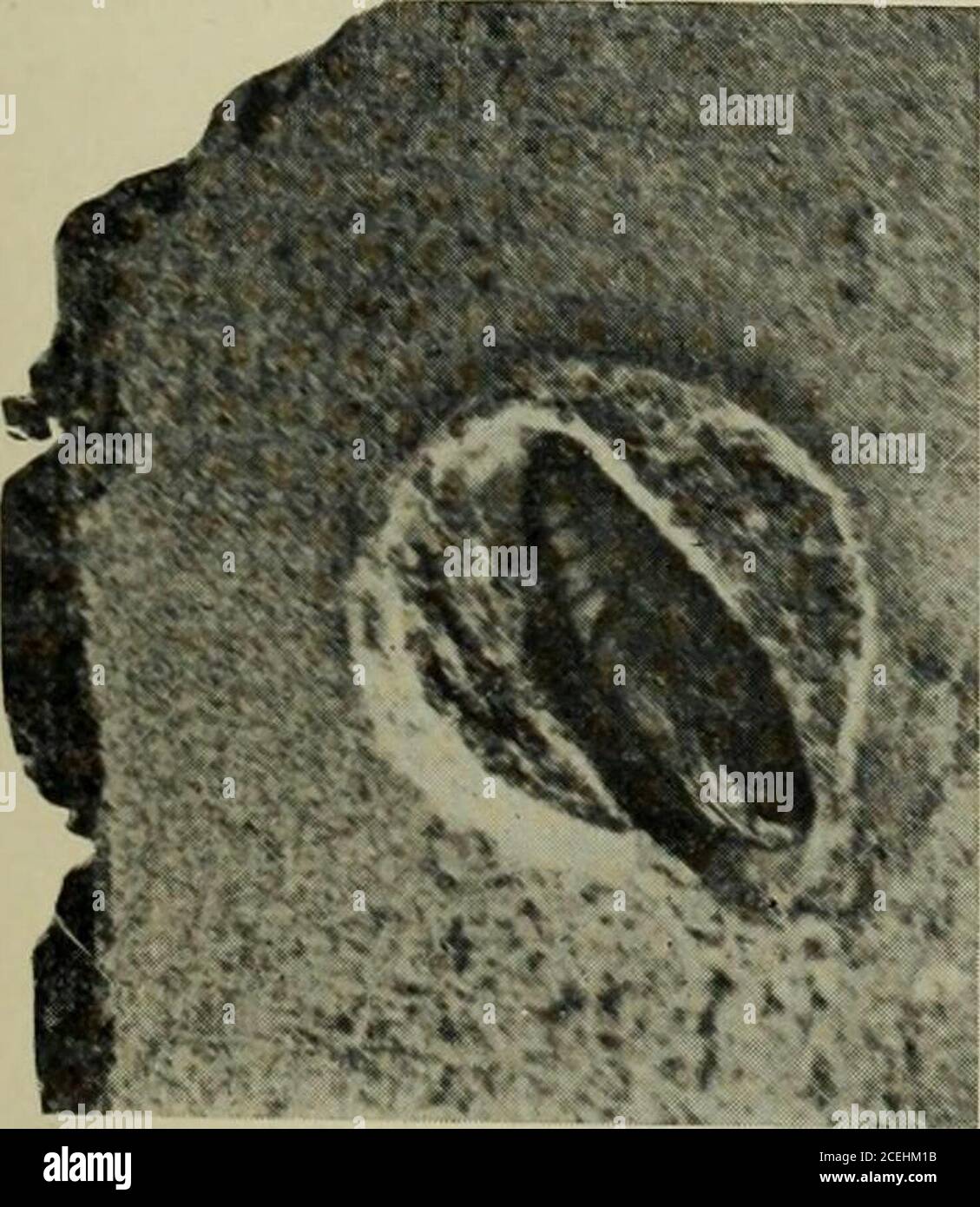 . Manuale di frutta insetti. Materiali. Quasi invariabilmente il codrillo-falda iberna come una larva in cocooni duri di silken sotto pezzi sciolti di corteccia, in fessure nell'albero o in recinzioni vicino-by, o in altro riparo adatto (Fig. 5). In frutteti di alberi con fiancate lisce dove non è disponibile un posto migliore, gireranno i loro bozzoli in crepe nel terreno e alla base del tronco. Il bozzolo è ^ ^ „. Fig. 5. – Codlin-moth piuttosto ritmo, ma abbastanza duro, ed è fatto larva nel suo bozzolo su alargely di seta in cui sono pezzi misti di corteccia-flakc (x 2). La sostanza su cui è fatto. È foderato w Foto Stock